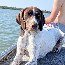 Remi - German Shorthaired Pointer