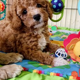 Cavapoo and Cockapoo Puppies from Benji’s Cockapoos