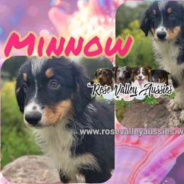 Minnow - Black tri-color female Australian Shepherd puppy in Trout Run, Pennsylvania from Rose Valley Aussies