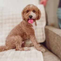 Teddy - Goldendoodle