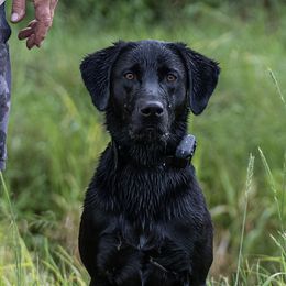 Biggs - Labrador Retriever