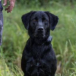 Biggs - Labrador Retriever