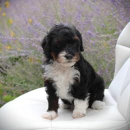 Pearl - Tri-color female Bernedoodle puppy in Eagle Mountain, Utah from Fur Real Puppies.
