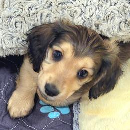 Penne - Cream female Dachshund puppy in Parma, Idaho from Terracane Dachshunds & Sunwell Golden Retrievers