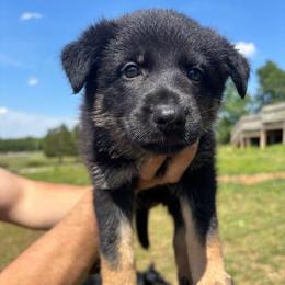 Baja - Black and tan female German Shepherd puppy in Milan, Illinois from Stonewick German Shepherds