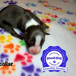 RTM yellow collar - Red tri-color male Australian Shepherd puppy in Greenville, Texas from Amandas Aussies