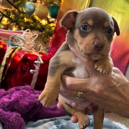 Boy 1 - Chocolate and white Teddy Roosevelt Terrier puppy in Robards, Kentucky from Dream Tree Kennel