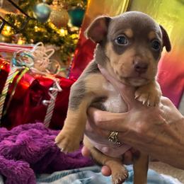 Boy 1 - Chocolate and white Teddy Roosevelt Terrier puppy in Robards, Kentucky from Dream Tree Kennel