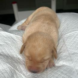 Light blue boy - Yellow male Labrador Retriever puppy in Monticello, Georgia from Hollow Meadows Retrievers