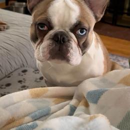 Frankie - French Bulldog