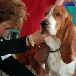 Basset Hounds from ZephyrMoore Bassets