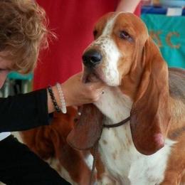 Basset Hounds from ZephyrMoore Bassets