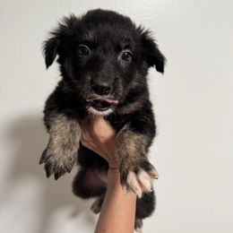 Pumpkin - Black & white female Australian Shepherd puppy in Dade City, Florida from Autumn Fall Aussies