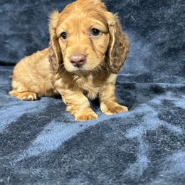 Dachshund Puppies from Sweet Home Alabama Dachshunds