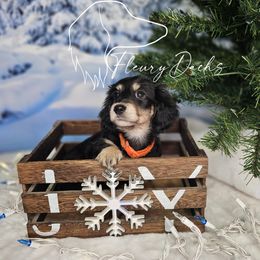 SSJ1-2 - Black and cream female Dachshund puppy in Martin City, Montana from FleuryDachs