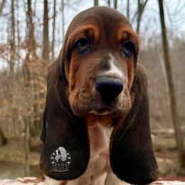 True Love - Black white and brown male Basset Hound puppy in Dingess, West Virginia from Tuckers' Howling Hounds