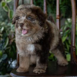 Bullseye - Merle male Schnoodle puppy in Grove, Oklahoma from Grand Lake Poodles & Doodles