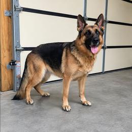 Mona Od Slankamena - Black and red female German Shepherd puppy in Clinton, Arkansas from 501 Shepherds