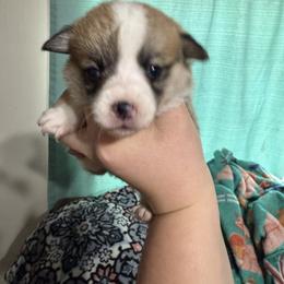 Girl 2 - Red female Pembroke Welsh Corgi puppy in White Sulfur Springs, Montana from Montana Shorties