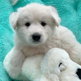Berger Blanc Suisse and German Shepherd Puppies from Scenic Creek German Shepherds and White Swiss Shepherds