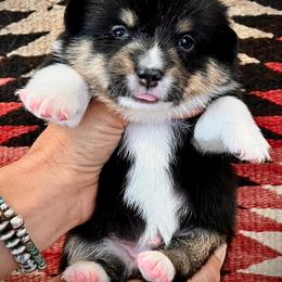 Sneezy - Black and tan male American Corgi puppy in Tome, New Mexico from Blue Diamond Welsh corgis