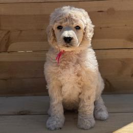 Lions  mane - Cream male Poodle puppy in Arroyo Grande, California from Ever So Clever Poodles