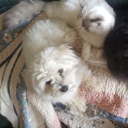 Mo - Coton de Tulear