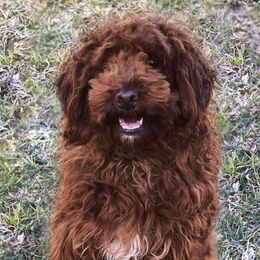 Goldendoodles from Doodle Supply Co.