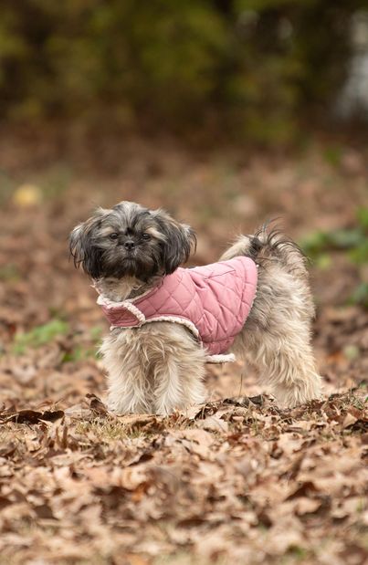 Shih tzu stands in fallen leaves with a pink jacket on
