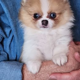 Pomeranian Puppies from La Belle Pomeranians
