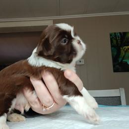 Charles - Liver and white male Shih Tzu puppy in Brodnax, Virginia from Kbsshihtzus
