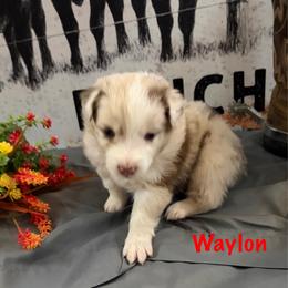 Waylon - Red merle male Miniature Australian Shepherd puppy in Florence, Arizona from Triangle H Ranch Aussies
