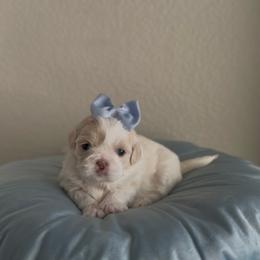 Shih Tzu puppies from Puppy Paper House