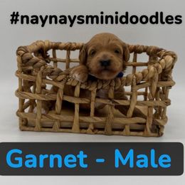 Garnet - Blue collar - Apricot male Goldendoodle puppy in Cape Coral, Florida from Nay Nays Mini Doodles