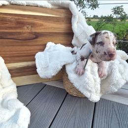 Dice - Chocolate male Great Dane puppy in Arpin, Wisconsin from Arpin Great Danes