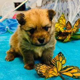 Aston - Chocolate parti male Pomeranian puppy in Green Cove Springs, Florida from Natasha's Ark of Joy