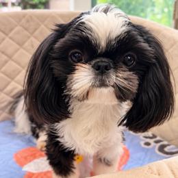 Kyoto - Black and tan male Shih Tzu puppy in Orange, California from Shih Tzu Hauz