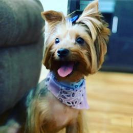 Mellona Fendi Dior (Registered Name) - Blue and gold female Yorkshire Terrier puppy in Yonkers, New York from The Dior Line