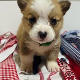 Green Collar - Red male Pembroke Welsh Corgi puppy in Boaz, Alabama from Brumblow’s Kennel