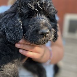 Gunnie F1 ICA Black girl 4 - Black female Pyredoodle puppy in Prescott, Washington from Washington Bernedoodles & Pyredoodles