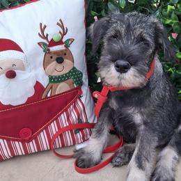 Green boy - Pet/Performance - Standard Schnauzer puppy from Ausgelassen Standard Schnauzers