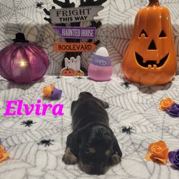 Elvira - Black and tan female Dachshund puppy in Onalaska, Texas from Weenies on the Lake
