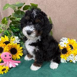 Candy - female Australian Mountain Doodle puppy in Seymour, Missouri from D and D’s Dandy Doodles