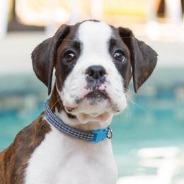 Paul Revere (Revere) - Brindle male Boxer puppy in Georgia from Stephanie’s Boxers