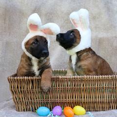 Belgian Laekenois Puppies from Sweetwater Belgian Laekenois