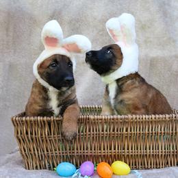 Belgian Laekenois Puppies from Sweetwater Belgian Laekenois