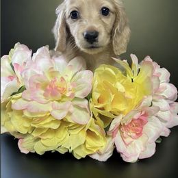 Dachshund Puppies from Veronica Vasquez