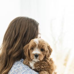 Goldendoodle Puppies from Legend Pups