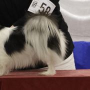 Monroe - Tibetan Spaniel