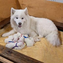 Girl 4 - White female Samoyed puppy in Effingham, Illinois from The Office Pups
